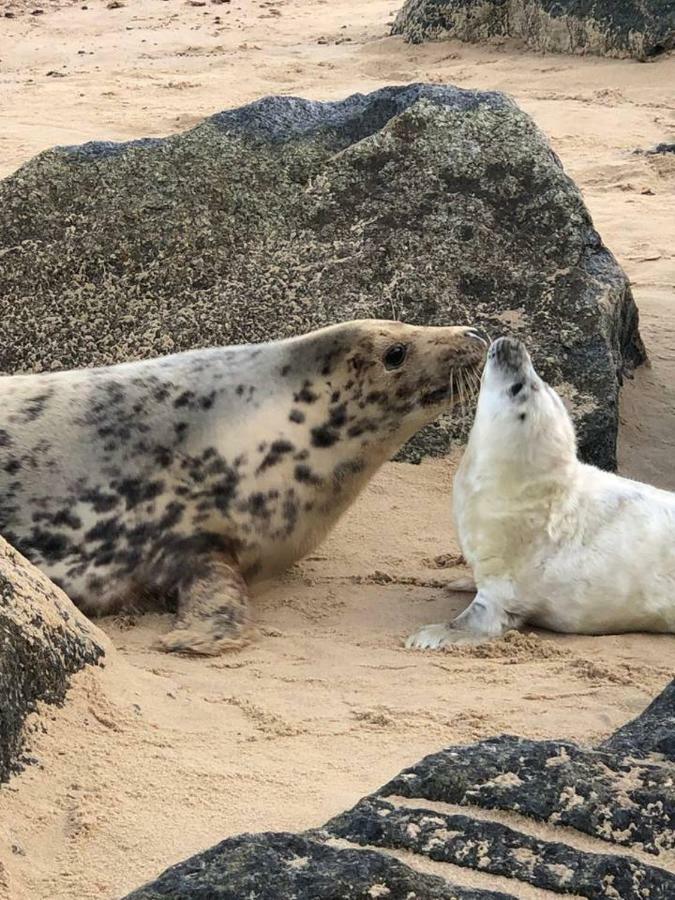 The Pollywiggle, Waxham, Nr Sea Palling Dog Friendly, Private Walk To The Beach Norwich Exterior photo